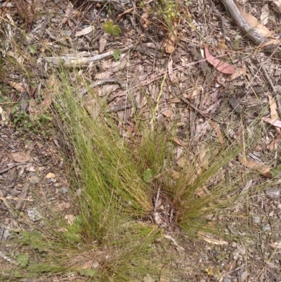 Nassella trichotoma (Serrated Tussock) at Downer, ACT - 3 Dec 2020 by abread111