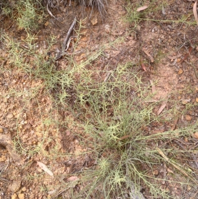 Daviesia genistifolia (Broom Bitter Pea) at Downer, ACT - 3 Dec 2020 by abread111