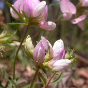 Lotus australis at Watson, ACT - 3 Dec 2020 01:24 PM