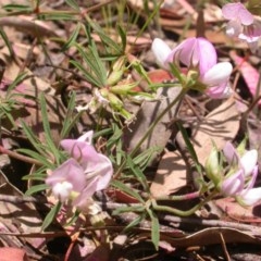 Lotus australis at Watson, ACT - 3 Dec 2020