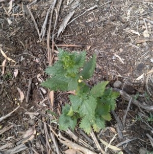 Urtica urens at Downer, ACT - 3 Dec 2020 11:44 AM