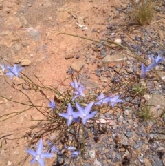 Wahlenbergia sp. (Bluebell) at Hackett, ACT - 3 Dec 2020 by abread111