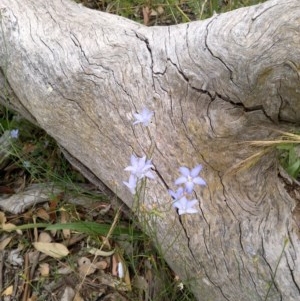 Wahlenbergia sp. at Downer, ACT - 3 Dec 2020