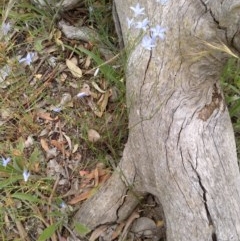 Wahlenbergia sp. at Downer, ACT - 3 Dec 2020 12:09 PM