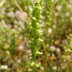 Microtis (genus) (onion orchids) at Holt, ACT - 25 Nov 2020 by sangio7