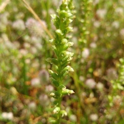 Microtis (genus) (onion orchids) at Holt, ACT - 25 Nov 2020 by sangio7
