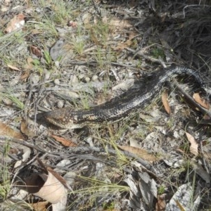 Tiliqua nigrolutea at Mount Clear, ACT - 26 Nov 2020