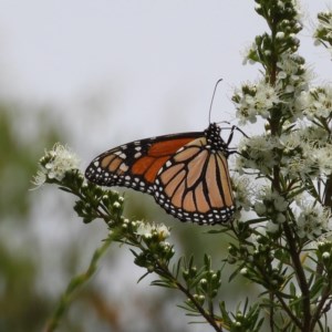 Danaus plexippus at Kambah, ACT - 3 Dec 2020