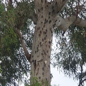 Psaltoda moerens at O'Connor, ACT - 3 Dec 2020 04:44 PM