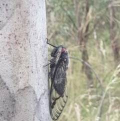 Psaltoda moerens at O'Connor, ACT - 3 Dec 2020 04:44 PM