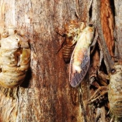 Yoyetta robertsonae (Clicking Ambertail) at Kambah, ACT - 24 Nov 2020 by HelenCross