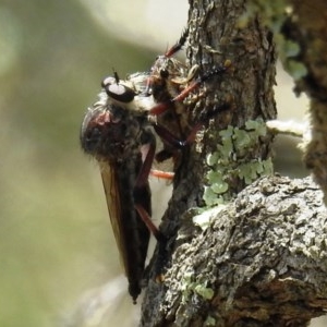 Neoaratus hercules at Acton, ACT - 2 Dec 2020