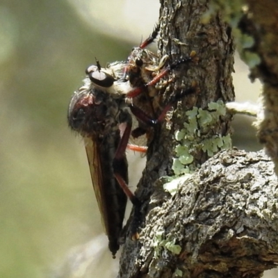 Neoaratus hercules (Herculean Robber Fly) at Acton, ACT - 2 Dec 2020 by HelenCross