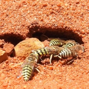 Bembix sp. (genus) at Acton, ACT - 2 Dec 2020