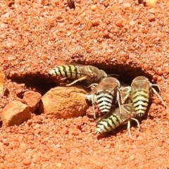 Bembix sp. (genus) at Acton, ACT - 2 Dec 2020 11:17 AM