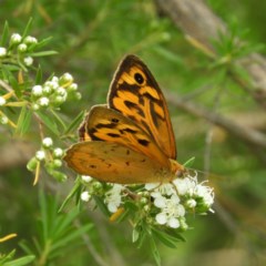 Heteronympha merope (Common Brown Butterfly) at Kambah, ACT - 3 Dec 2020 by MatthewFrawley