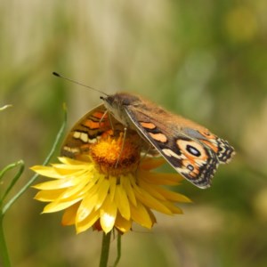 Junonia villida at Kambah, ACT - 3 Dec 2020 03:27 PM