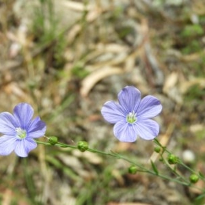 Linum marginale at Kambah, ACT - 3 Dec 2020 03:36 PM