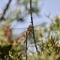 Adversaeschna brevistyla (Blue-spotted Hawker) at Weston, ACT - 3 Dec 2020 by AliceH