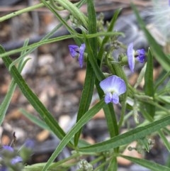 Glycine clandestina (Twining Glycine) at Hughes, ACT - 3 Dec 2020 by KL