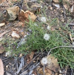 Glycine clandestina at Hughes, ACT - 3 Dec 2020 06:17 PM