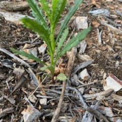 Senecio hispidulus at Hughes, ACT - 3 Dec 2020