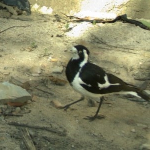 Grallina cyanoleuca at Yass River, NSW - 2 Dec 2020