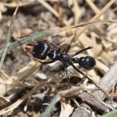 Myrmecia maura (Wide jawed bullant) at Michelago, NSW - 15 Nov 2019 by Illilanga