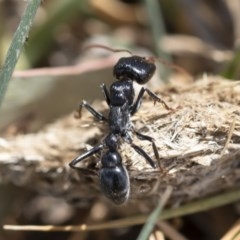 Myrmecia sp. (genus) at Michelago, NSW - 15 Nov 2019