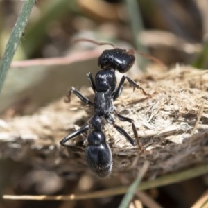 Myrmecia sp. (genus) at Michelago, NSW - 15 Nov 2019