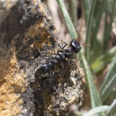 Myrmecia sp. (genus) at Michelago, NSW - 15 Nov 2019