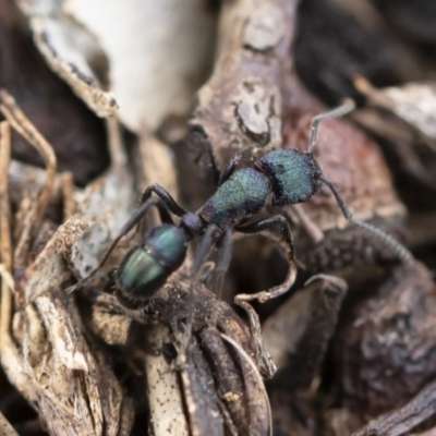 Rhytidoponera metallica (Greenhead ant) at Michelago, NSW - 10 Nov 2019 by Illilanga