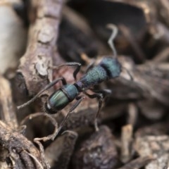 Rhytidoponera metallica at Michelago, NSW - 10 Nov 2019