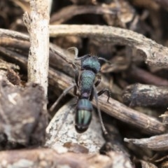 Rhytidoponera metallica at Michelago, NSW - 10 Nov 2019