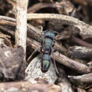 Rhytidoponera metallica at Michelago, NSW - 10 Nov 2019 09:24 AM