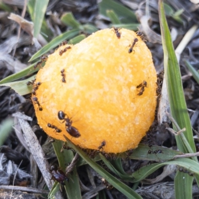 Pheidole sp. (genus) (Seed-harvesting ant) at Michelago, NSW - 28 Oct 2019 by Illilanga
