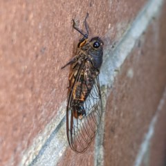 Yoyetta robertsonae (Clicking Ambertail) at Acton, ACT - 1 Dec 2020 by HelenCross