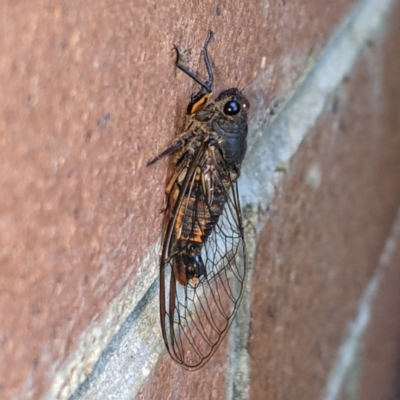 Yoyetta robertsonae (Clicking Ambertail) at Acton, ACT - 1 Dec 2020 by HelenCross