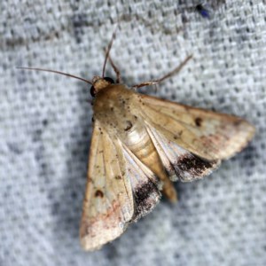 Helicoverpa armigera at O'Connor, ACT - 2 Dec 2020 09:48 PM