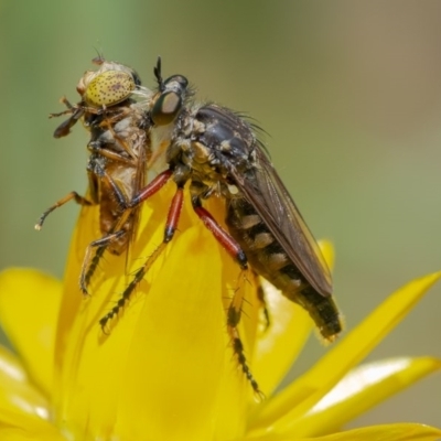 Thereutria amaraca (Spine-legged Robber Fly) at Acton, ACT - 2 Dec 2020 by WHall