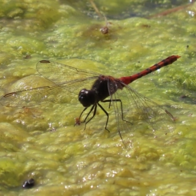 Diplacodes melanopsis (Black-faced Percher) at Fyshwick, ACT - 3 Dec 2020 by roymcd