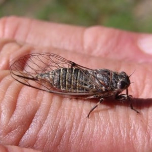 Atrapsalta furcilla at Red Hill, ACT - 2 Dec 2020