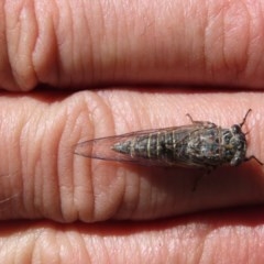 Atrapsalta furcilla at Red Hill, ACT - 2 Dec 2020