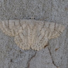 Crypsiphona ocultaria (Red-lined Looper Moth) at Cook, ACT - 1 Dec 2020 by AlisonMilton