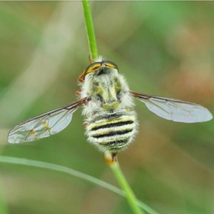 Trichopsidea oestracea at Coree, ACT - 3 Dec 2020