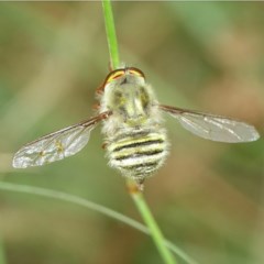 Trichopsidea oestracea at Coree, ACT - 3 Dec 2020