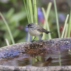 Acanthiza chrysorrhoa (Yellow-rumped Thornbill) at Higgins, ACT - 17 Oct 2020 by Alison Milton