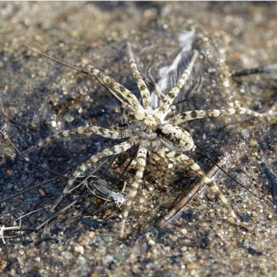 Pisauridae (family) (Water spider) at Stromlo, ACT - 3 Dec 2020 by Ct1000