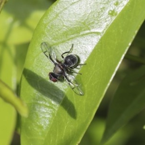 Pogonortalis doclea at Higgins, ACT - 18 Oct 2020