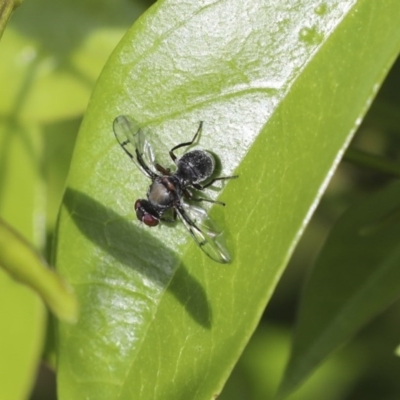 Pogonortalis doclea (Boatman fly) at Higgins, ACT - 18 Oct 2020 by AlisonMilton